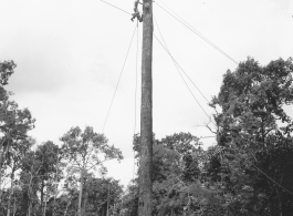 GIs moving logs using spar tree in Burma.  During WWII.  797th Engineer Forestry Company.