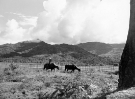 A farmer sits on an ox in Burma.  Near the 797th Engineer Forestry Company.  During WWII.