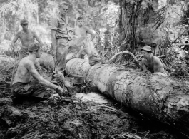 GIs cutting bucking downed trees in Burma for lumber mill.  During WWII.  797th Engineer Forestry Company.