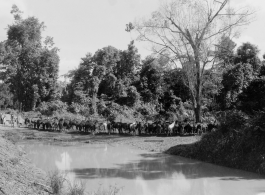 Mules at camp in Burma.  During WWII.  797th Engineer Forestry Company.