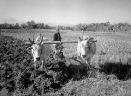 Local people in Burma near the 797th Engineer Forestry Company--Farmer plowing with cows in Burma.  During WWII.