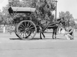 Large-wheeled ox cart in India, during WWII.