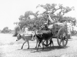 Large-wheeled ox cart in India, during WWII.