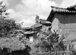 A village in Yunnan province, China, with adobe houses, and cactus growing on fences.