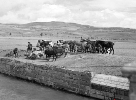 A mule train in Yunnan province, China.