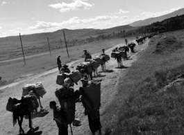 A mule train in Yunnan province, China.