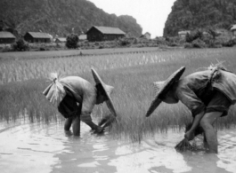 Planting rice in southwest China, with karst mountains in the background, near an American base. During WWII.