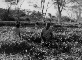 Laborers picking tea leaves in Assam, India, during WWII.