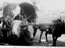 Buffalo cart in India. In the CBI during WWII.  Photo by Jesse D. Newman, by 988th Signal Service Battalion.