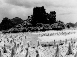 Rice paddy and karst peak at Guilin during WWII.