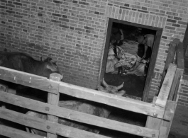 Inspection and operations at a beef slaughterhouse at Yangkai, set up specifically to provide meat for base personnel. During WWII.