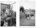 A GI holds a war-damaged Buddha head, and dual oxen pull cart, in India or Burma, during WWII.