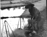 A farmer transplanting rice sprouts in southern China during WWII.