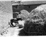 "Village a few miles south of Yangkai, the day of the mounds, Spring 1945." (Mounds refers to burial mounds Frank Bates and Fred Nash had come across on a hike.)