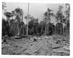 797th Engineer Forestry Company in Burma, loading logs for milling for bridge building along the Burma Road.  During WWII.