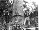 GIs cutting down trees in Burma for lumber mill.  During WWII.  797th Engineer Forestry Company.