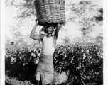 Local people in Burma near the 797th Engineer Forestry Company--people picking tea leaves, a man with a basket of leaves on his head.  During WWII.