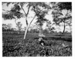 Local people in Burma near the 797th Engineer Forestry Company--people picking tea leaves.  During WWII.