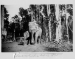 Local people in Burma near the 797th Engineer Forestry Company--men riding elephants, assisting in logging in some cases. Received February 17, 1945.  During WWII.
