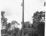 GIs moving logs using spar tree in Burma.  During WWII.  797th Engineer Forestry Company.