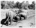 Local people in Burma near the 797th Engineer Forestry Company--domesticated elephants, assisting in logging in some cases.  During WWII.