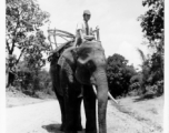 Local people in Burma near the 797th Engineer Forestry Company--man riding elephant, assisting in logging in some cases.  During WWII.