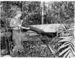 GIs cutting bucking downed trees in Burma for lumber mill.  During WWII.  797th Engineer Forestry Company.