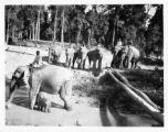 Local people in Burma near the 797th Engineer Forestry Company--men riding elephants, assisting in logging in some cases.  During WWII.