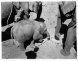 Local people in Burma near the 797th Engineer Forestry Company--domesticated elephants, assisting in logging in some cases.  During WWII.