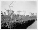 Local people in Burma near the 797th Engineer Forestry Company--people picking tea leaves.  During WWII.