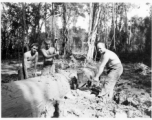 GIs cutting bucking downed trees in Burma for lumber mill.  During WWII.  797th Engineer Forestry Company.