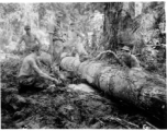 GIs cutting bucking downed trees in Burma for lumber mill.  During WWII.  797th Engineer Forestry Company.