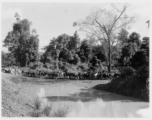 Mules at camp in Burma.  During WWII.  797th Engineer Forestry Company.