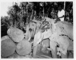 Local people in Burma near the 797th Engineer Forestry Company--men riding elephants, assisting in logging in some cases.  During WWII.