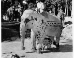 Local people in Burma near the 797th Engineer Forestry Company--men riding elephants, assisting in logging in some cases.  During WWII.