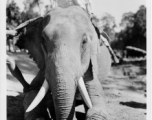 Local people in Burma near the 797th Engineer Forestry Company--men riding elephants, possibly assisting in logging.  During WWII.