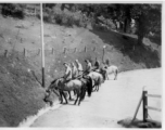 GIs on horse ride during R&R at Darjeeling, India. 2005th Ordnance Maintenance Company, 28th Air Depot Group, in India during WWII.