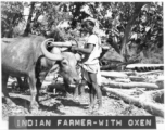 Indian farmer with oxen in Gushkara, India, during WWII.