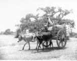 Large-wheeled ox cart in India, during WWII.