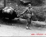 A retreating Chinese soldier pulls and ox while fleeing around either Liuzhou or Guilin during the evacuation before the Japanese Ichigo advance in 1944, in Guangxi province.