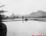 Farmer with buffalo in rice field in Guangxi, in southwest China.