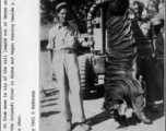 A tiger shot near the Irrawaddy River displayed as a trophy. During WWII.  Photo by Carl G. Anderson.