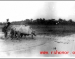 Plowing with cows in India.  Local images provided to Ex-CBI Roundup by "P. Noel" showing local people and scenes around Misamari, India.  In the CBI during WWII.