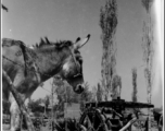 Donkey and waterwheel in the CBI.