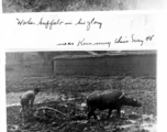 Water buffalo near Kunming, and plowing near Camp Schiel. 1945.