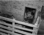 Inspection and operations at a beef slaughterhouse at Yangkai, set up specifically to provide meat for base personnel. During WWII.